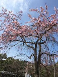 Low angle view of trees against sky