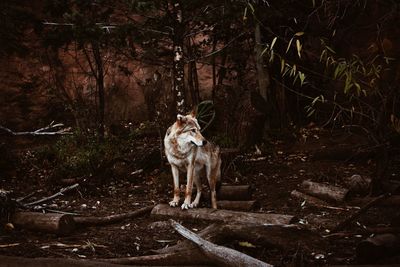 Cat in a forest