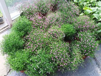 Plants growing in garden