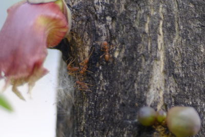 Close-up of dead plant by tree trunk