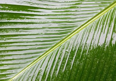 Full frame shot of palm leaves