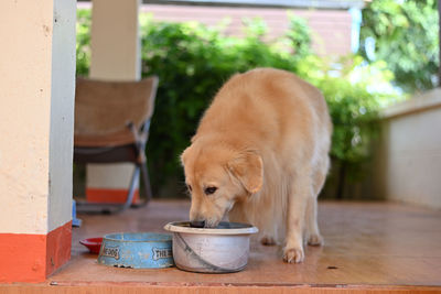 View of a dog drinking water