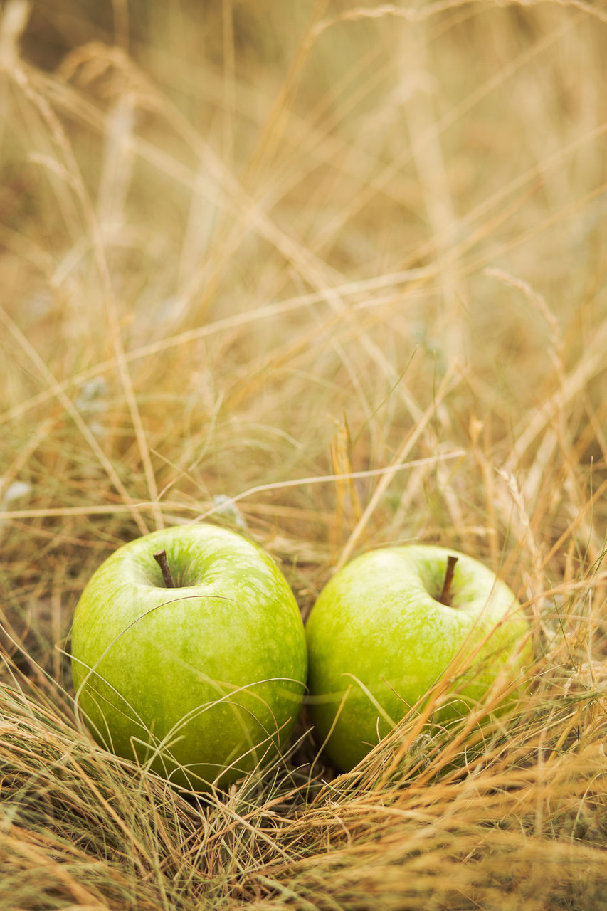 CLOSE-UP OF APPLES