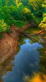 Reflection of trees in water