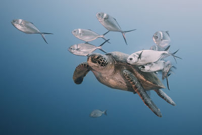 Fish swimming in sea