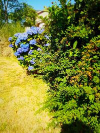 View of flowering plants and trees in field