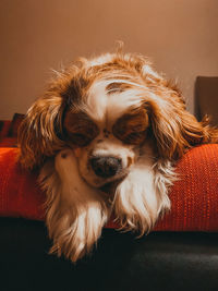 Close-up of dog relaxing on sofa at home