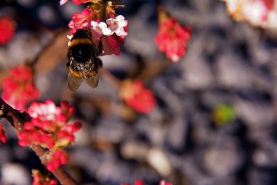 Close-up of bee pollinating on flower