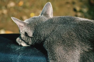 Close-up of cat