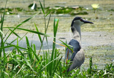 High angle view of gray heron on field