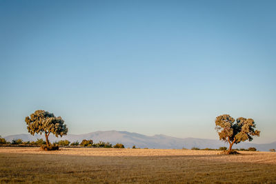 Trees on desert against clear sky