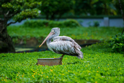 Close-up of pelican on field