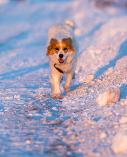 Dog running in snow