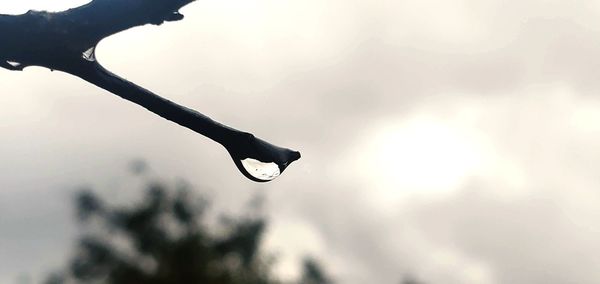 Low angle view of silhouette plant against sky