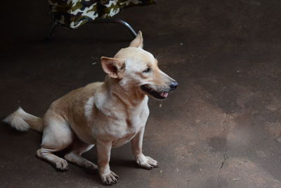 Close-up of dog sitting