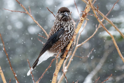 Close-up of bird perching on tree during winter