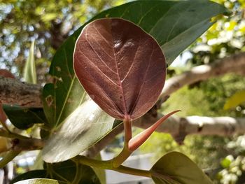 Close-up of flower growing on tree