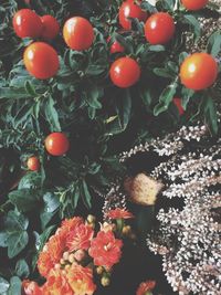 Close-up of fruits on tree