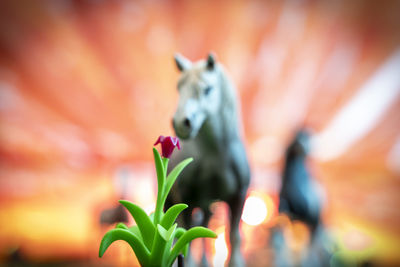 Close-up of horse against blurred background