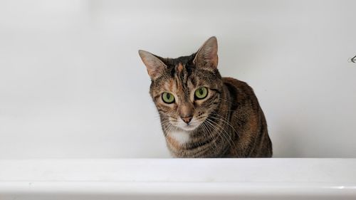 Close-up portrait of a cat looking away