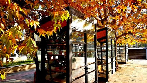 Multi colored trees during autumn