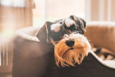 Close-up portrait of a dog at home