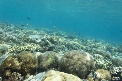 View of fish in sea