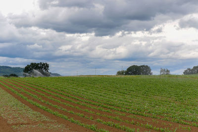 Scenic view of agricultural field against sky