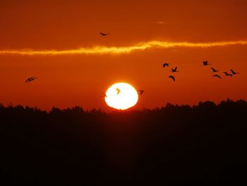 Silhouette birds flying in sky during sunset