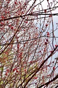 Low angle view of cherry blossoms against sky