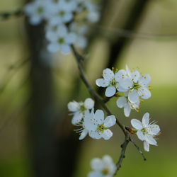 Close-up of white cherry blossom tree