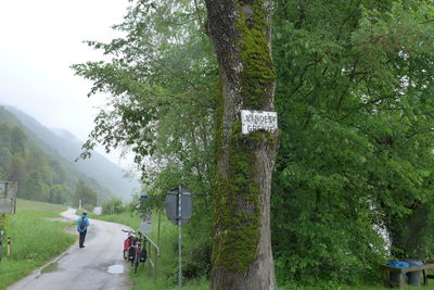 View of trees in park