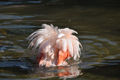 Close-up of swan swimming in lake