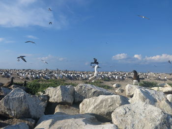 Seagulls flying over rocks against sky