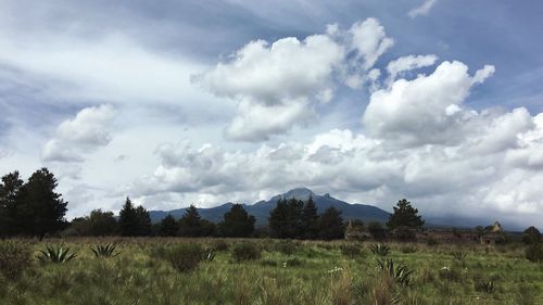 Scenic view of field against sky