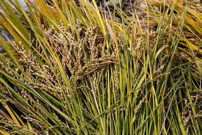 Close-up of wheat growing on field