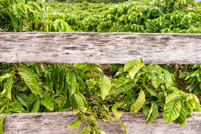 Close-up of fresh green plants