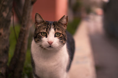 Close-up portrait of cat