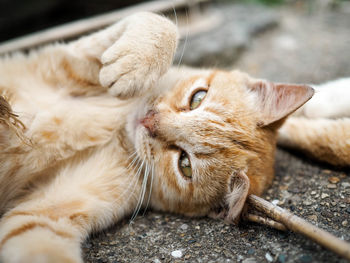 Close-up of a cat lying down