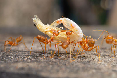 Close-up of ants eating shrimp