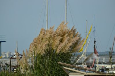 Sailboats moored in sea against clear sky