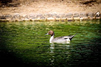 Birds in calm water