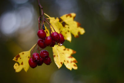 Close-up of red berries growing on tree