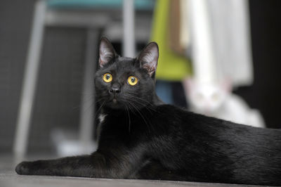 Close-up portrait of black cat