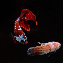 Betta from thailand with beautiful colors the pattern is unique. it is popular 