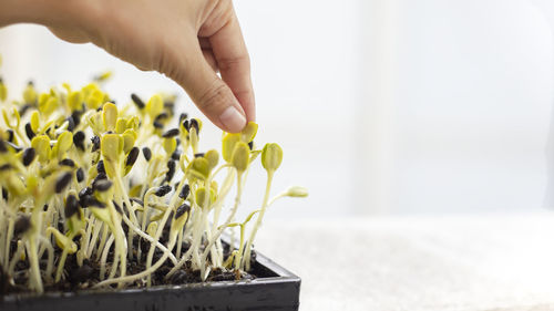 Close-up of hand holding plant