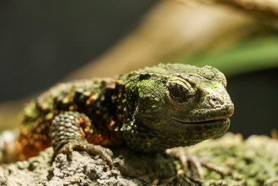 Close-up of lizard on rock