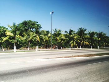 Street by palm trees against sky