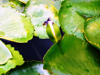 Close-up of insect on green leaves