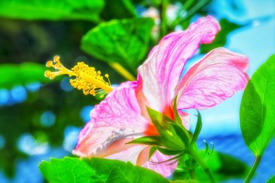 Close-up of pink hibiscus blooming outdoors